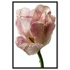 Droplet Tulip II