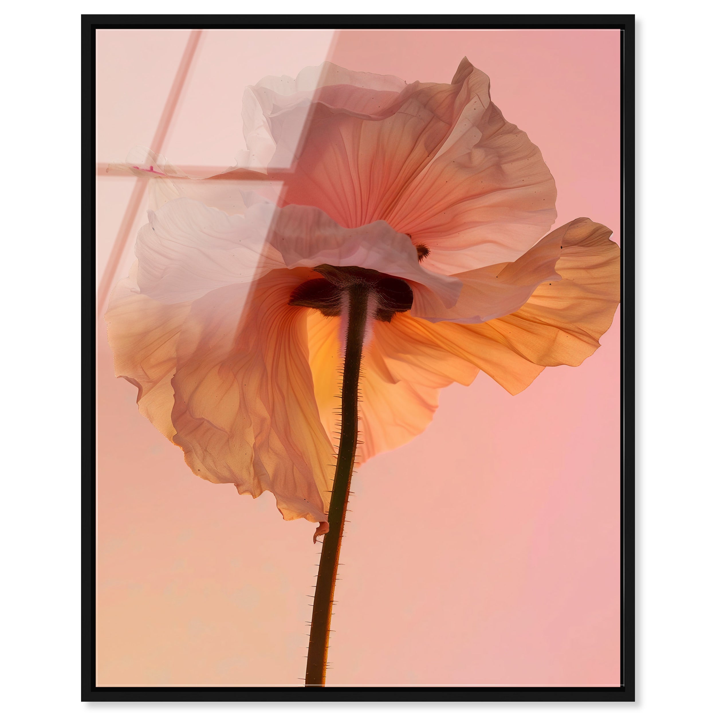 Amber Radiance IV