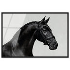 Midnight Majesty I