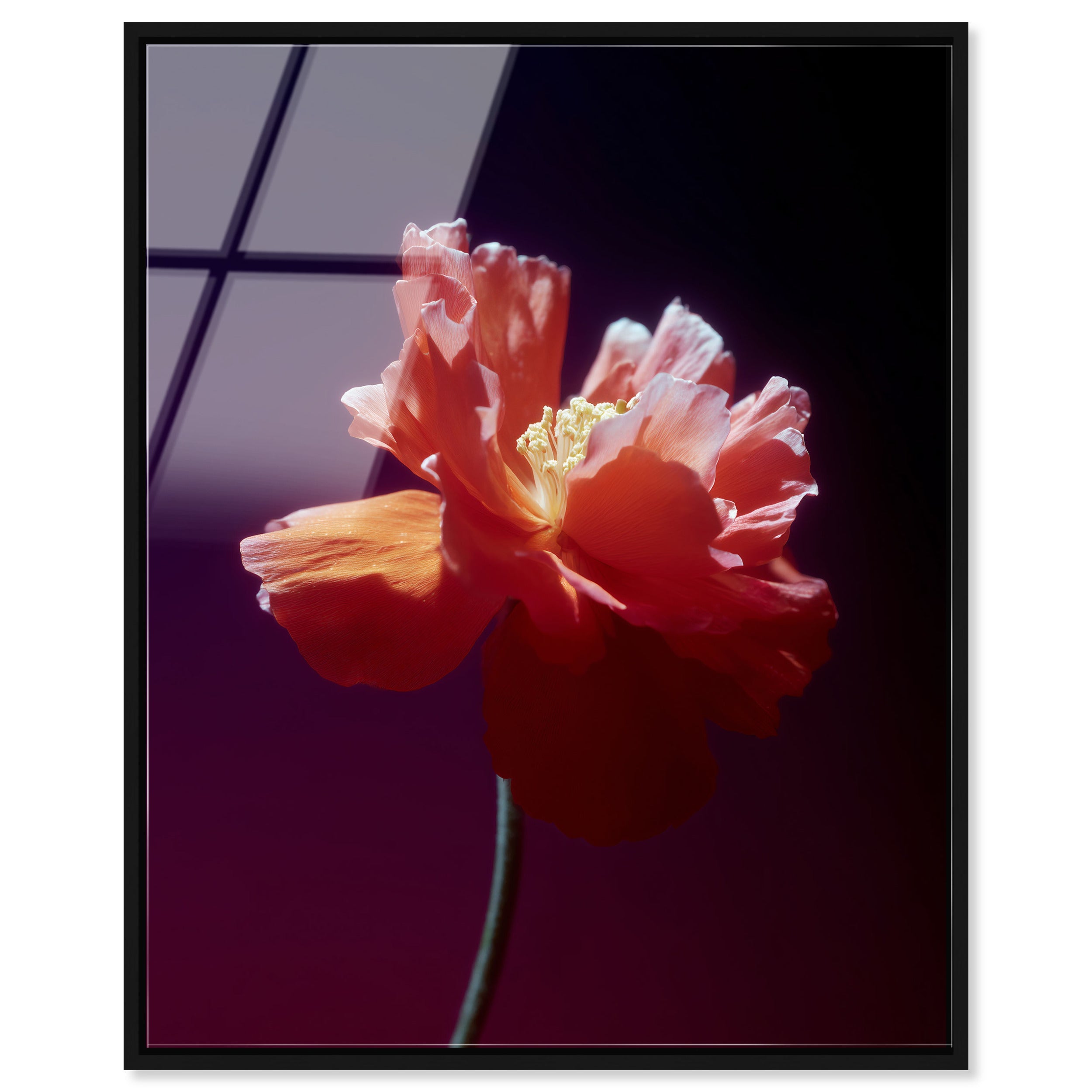 Taffeta Twilight II