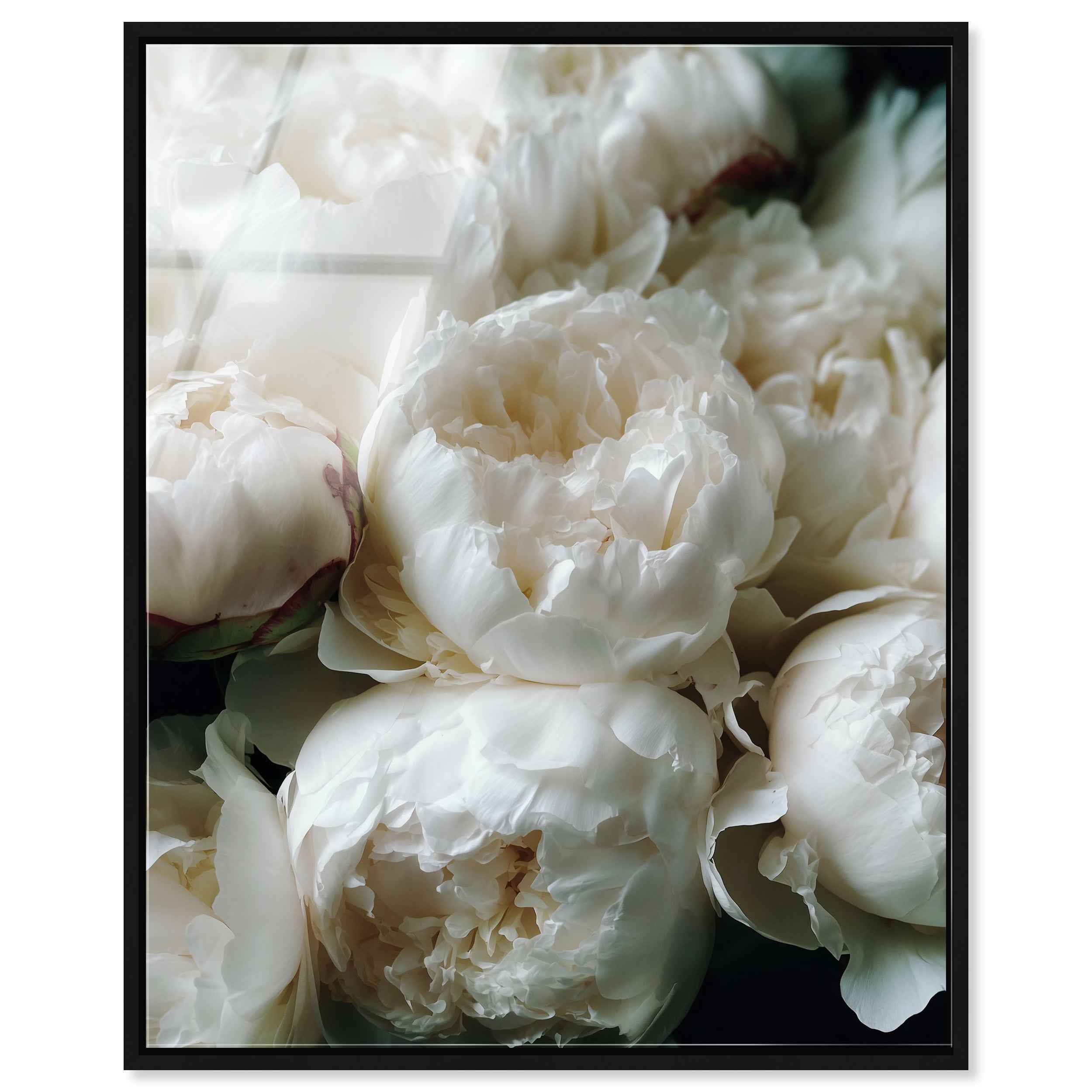 Milk White Muse