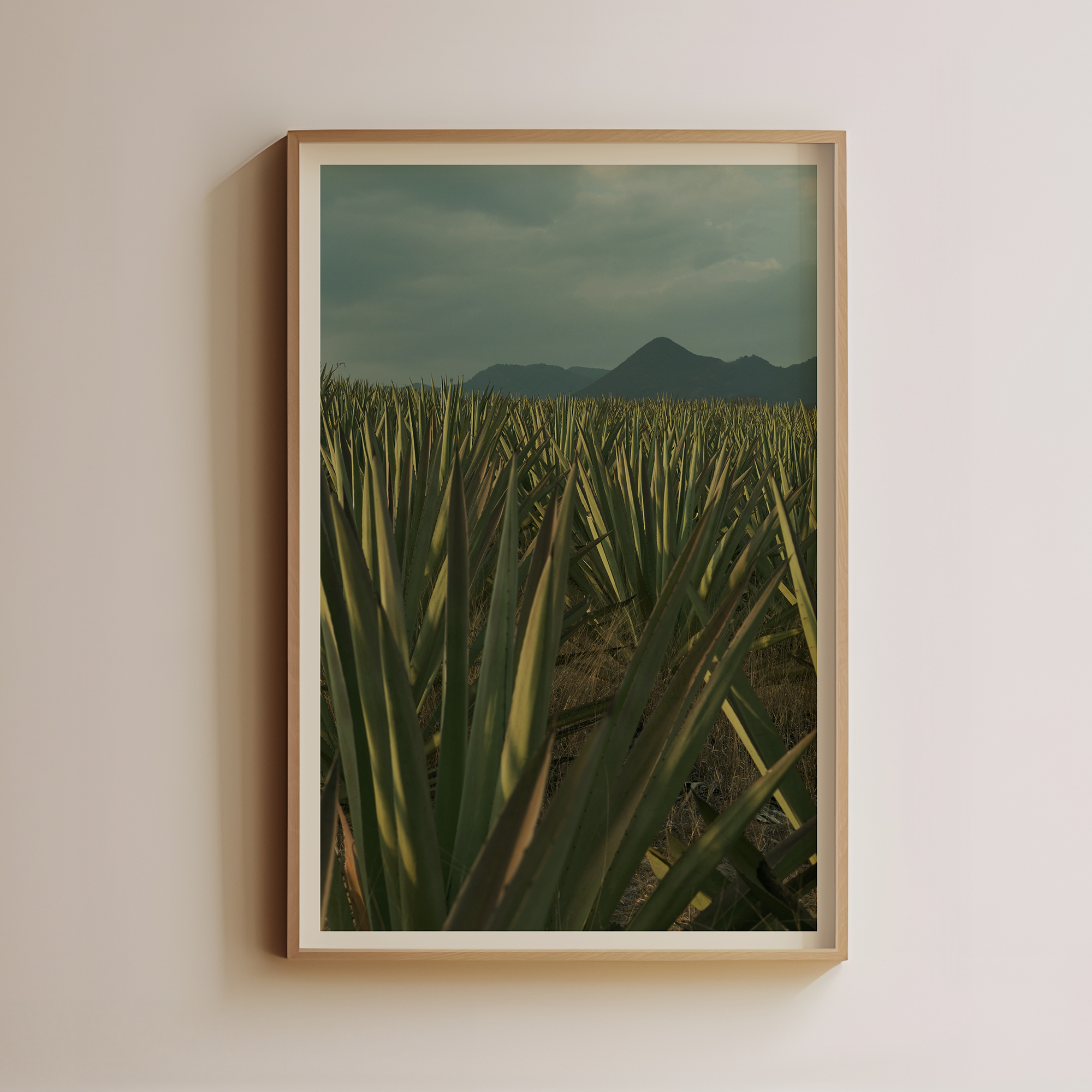 Agave Field at Dusk by Luis Martinez Main image