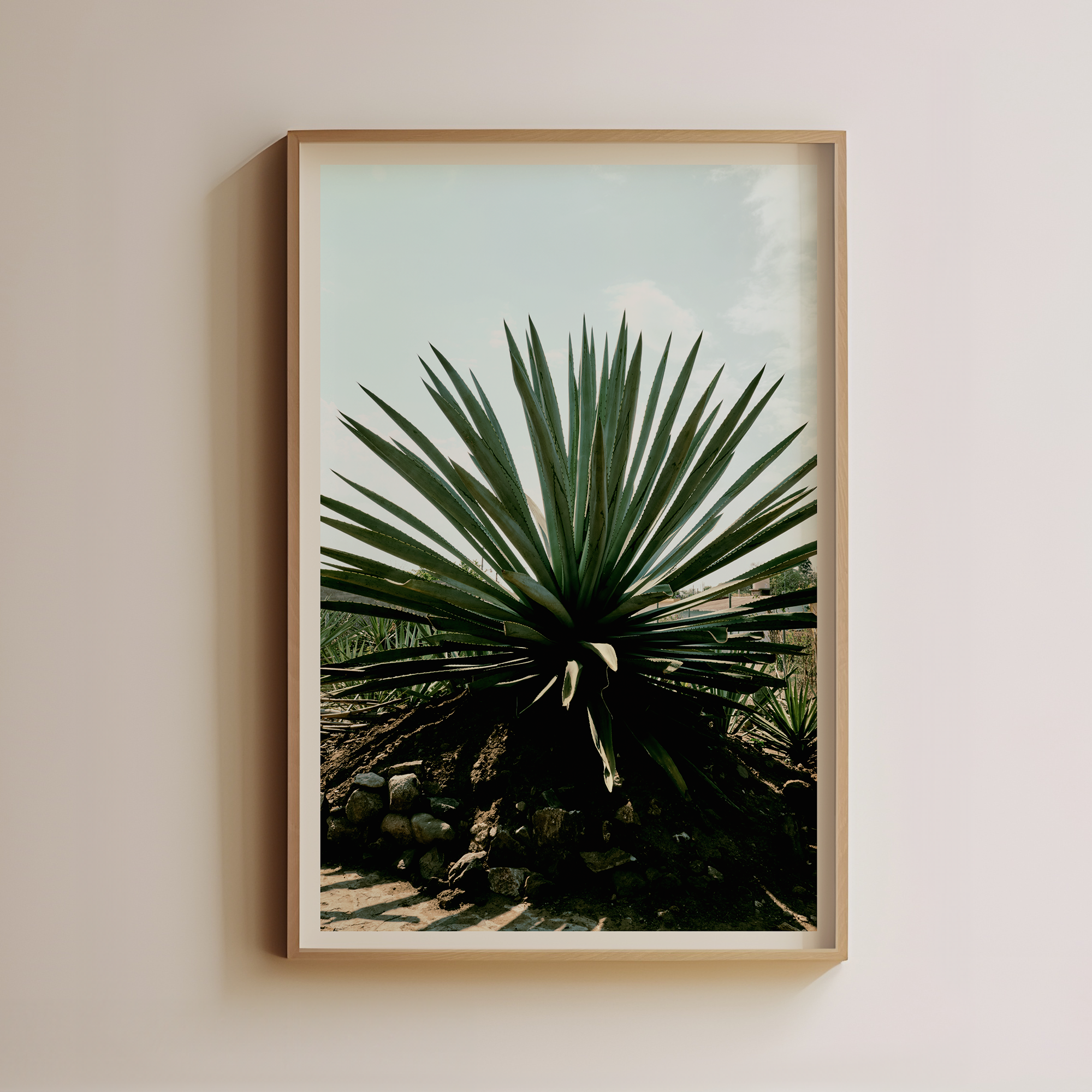 Agave by Luis Martinez Main image